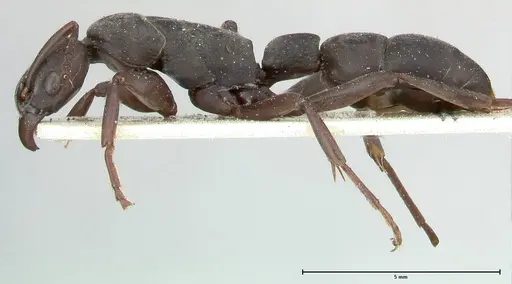 Platythyrea viehmeyeri specimen FOCOL0502 image focol0502_3