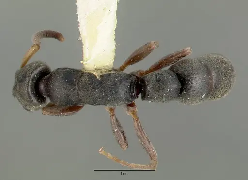 Platythyrea zodion specimen CASTYPE12082 image castype12082_1