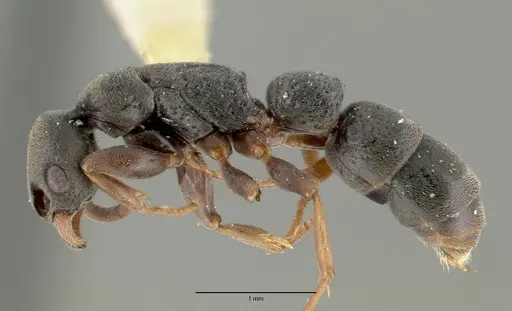 Platythyrea zodion specimen CASTYPE12082 image castype12082_3