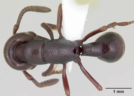 Plectroctena anops specimen CASENT0003072 image casent0003072_1