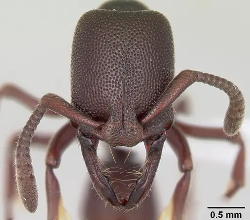 Plectroctena anops specimen CASENT0003072 image casent0003072_2
