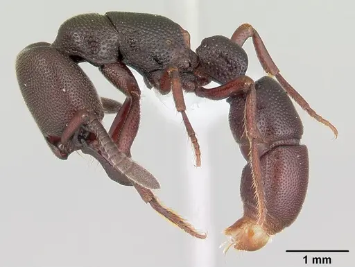 Plectroctena anops specimen CASENT0003072 image casent0003072_3