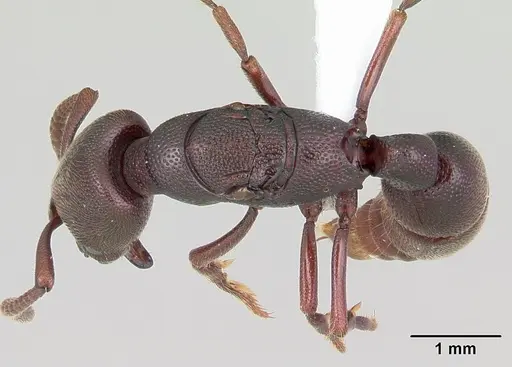 Plectroctena anops specimen CASENT0003073 image casent0003073_1