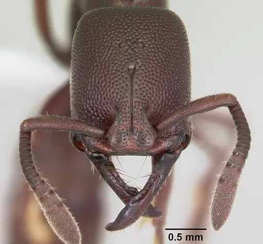 Plectroctena anops specimen CASENT0003073 image casent0003073_2