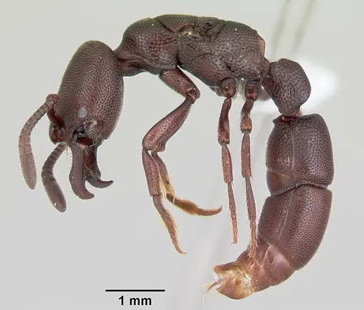 Plectroctena anops specimen CASENT0003073 image casent0003073_3