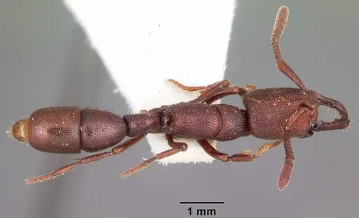Plectroctena anops specimen CASENT0102918 image casent0102918_1