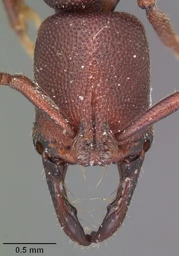 Plectroctena anops specimen CASENT0102918 image casent0102918_2