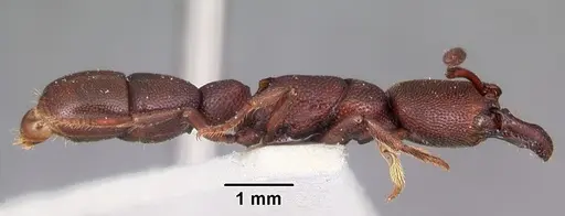 Plectroctena anops specimen CASENT0102918 image casent0102918_3