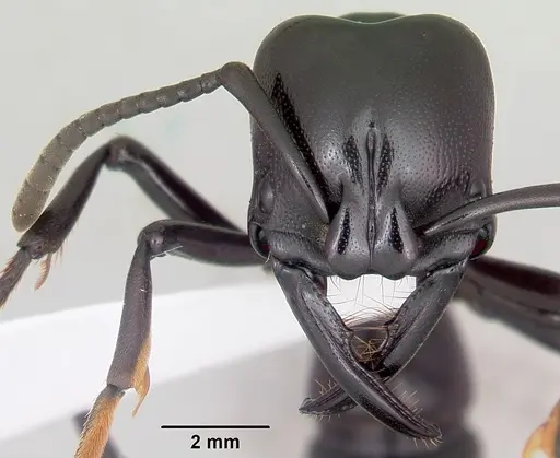 Plectroctena cristata specimen CASENT0000003 image casent0000003_2