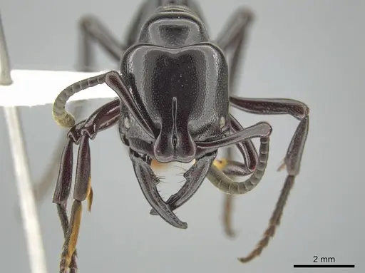 Plectroctena cristata specimen CASENT0619072 image casent0619072_2