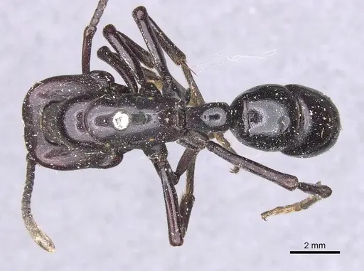 Plectroctena cristata specimen RMCAENT000017732 image rmcaent000017732_1