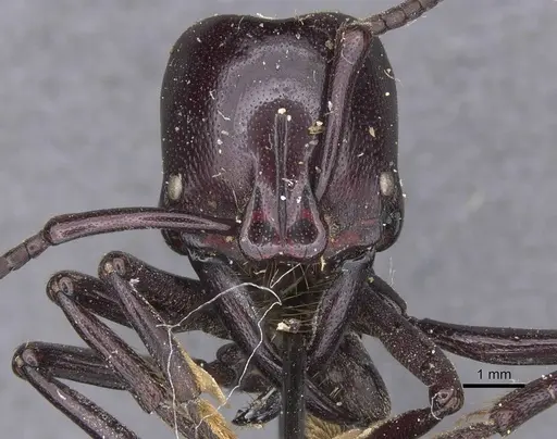 Plectroctena cristata specimen RMCAENT000017732 image rmcaent000017732_2