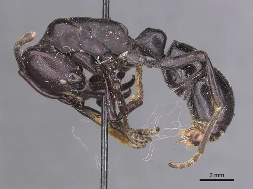 Plectroctena cristata specimen RMCAENT000017732 image rmcaent000017732_3