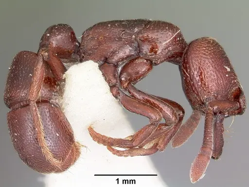 Plectroctena cryptica specimen CASENT0102948 image casent0102948_3