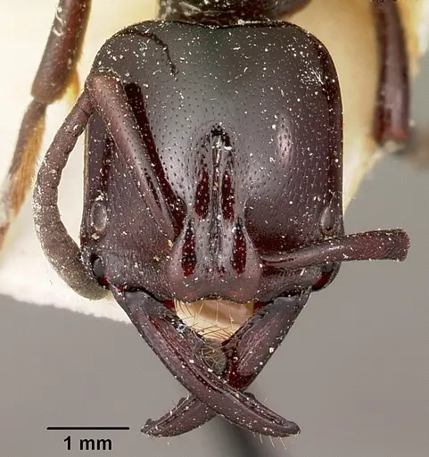 Plectroctena dentata specimen CASENT0104649 image casent0104649_2