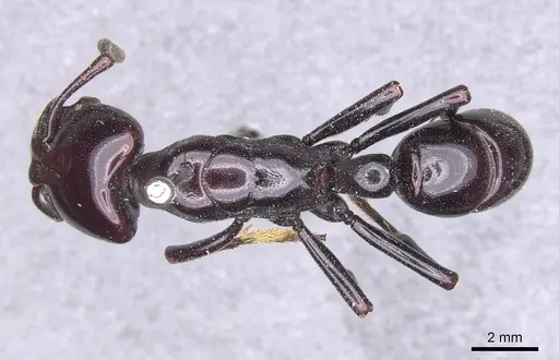 Plectroctena dentata specimen CASENT0915286 image casent0915286_1