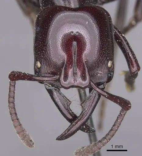Plectroctena dentata specimen CASENT0915286 image casent0915286_2