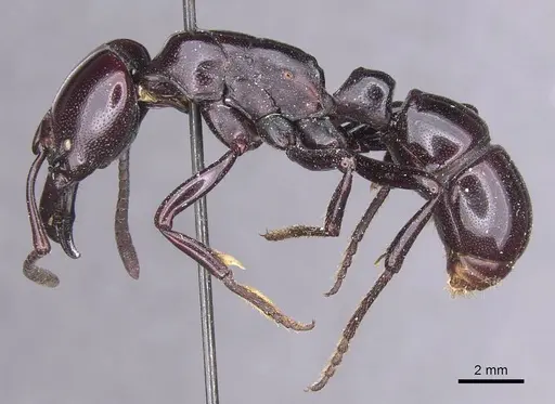 Plectroctena dentata specimen CASENT0915286 image casent0915286_3