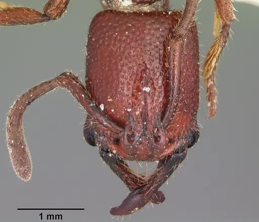 Plectroctena hastifera specimen CASENT0102917 image casent0102917_2