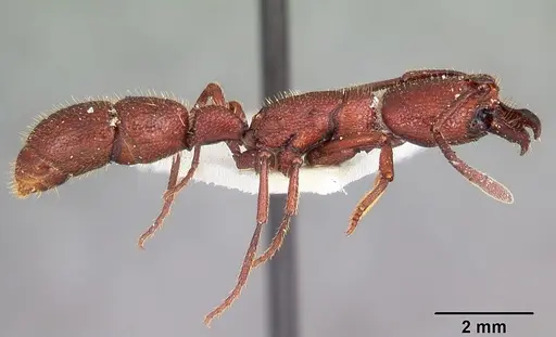 Plectroctena hastifera specimen CASENT0102917 image casent0102917_3