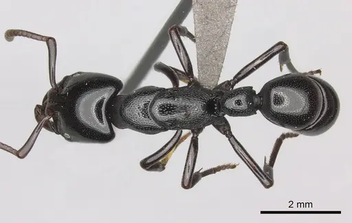 Plectroctena laevior specimen CASENT0235671 image casent0235671_1
