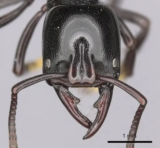 Plectroctena laevior specimen CASENT0235671 image casent0235671_3