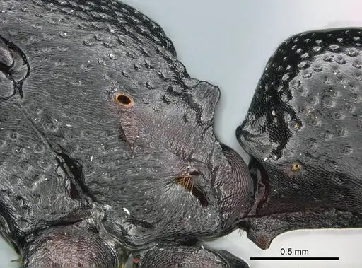 Plectroctena laevior specimen CASENT0235671 image casent0235671_5