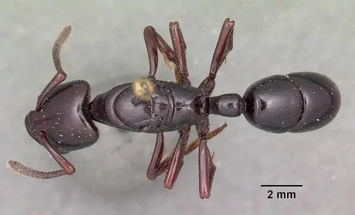 Plectroctena latinodis specimen CASENT0102949 image casent0102949_1