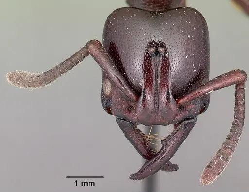 Plectroctena latinodis specimen CASENT0102949 image casent0102949_2