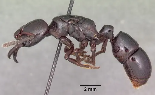 Plectroctena latinodis specimen CASENT0102949 image casent0102949_3