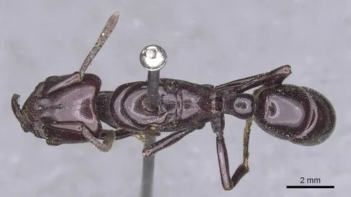Plectroctena latinodis specimen CASENT0915289 image casent0915289_1