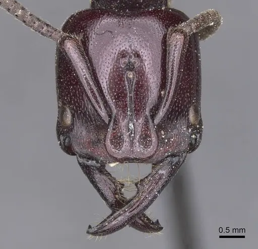 Plectroctena latinodis specimen CASENT0915289 image casent0915289_2