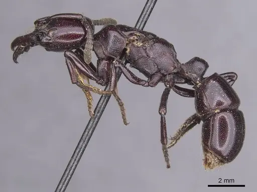 Plectroctena latinodis specimen CASENT0915289 image casent0915289_3