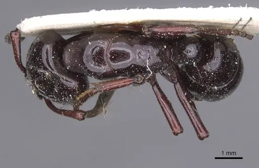 Plectroctena latinodis specimen RMCAENT000017733 image rmcaent000017733_1