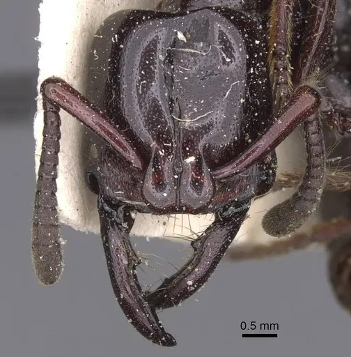 Plectroctena latinodis specimen RMCAENT000017733 image rmcaent000017733_2