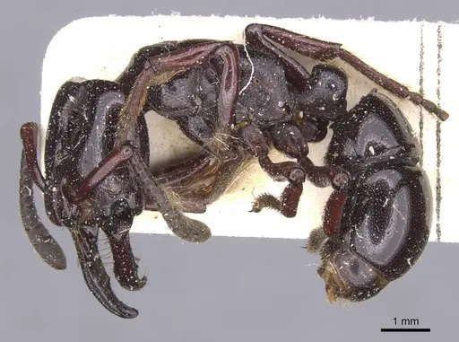 Plectroctena latinodis specimen RMCAENT000017733 image rmcaent000017733_3