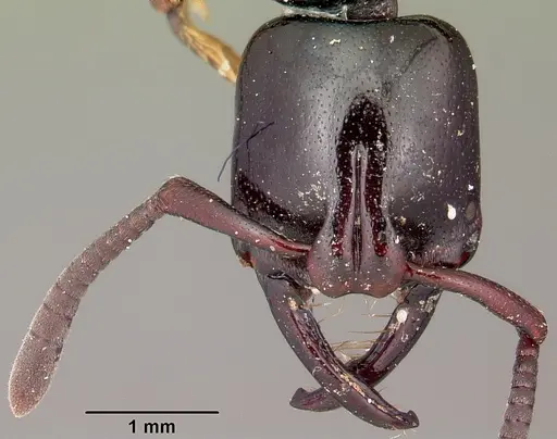 Plectroctena macgeei specimen CASENT0102947 image casent0102947_2