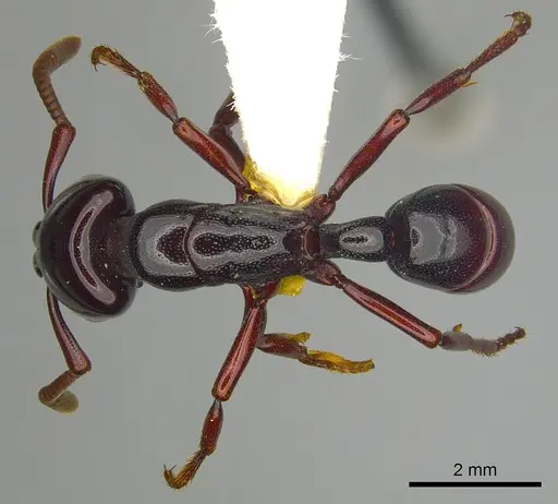 Plectroctena macgeei specimen CASENT0249216 image casent0249216_1