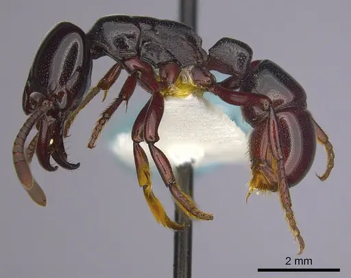 Plectroctena macgeei specimen CASENT0249216 image casent0249216_3