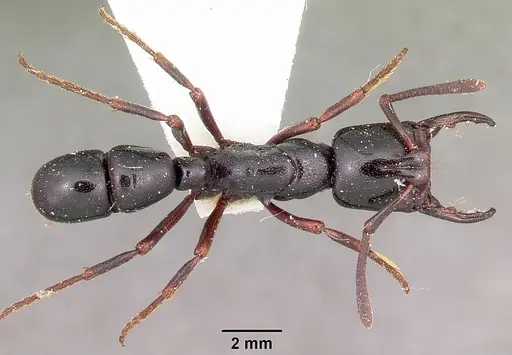 Plectroctena mandibularis specimen CASENT0102950 image casent0102950_1