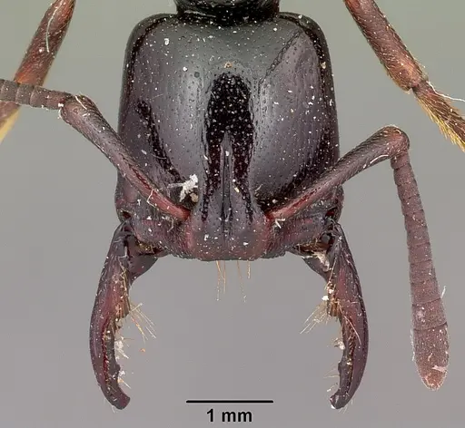 Plectroctena mandibularis specimen CASENT0102950 image casent0102950_2
