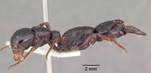 Plectroctena mandibularis specimen CASENT0102950 image casent0102950_3