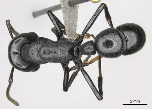 Plectroctena mandibularis specimen CASENT0235670 image casent0235670_1