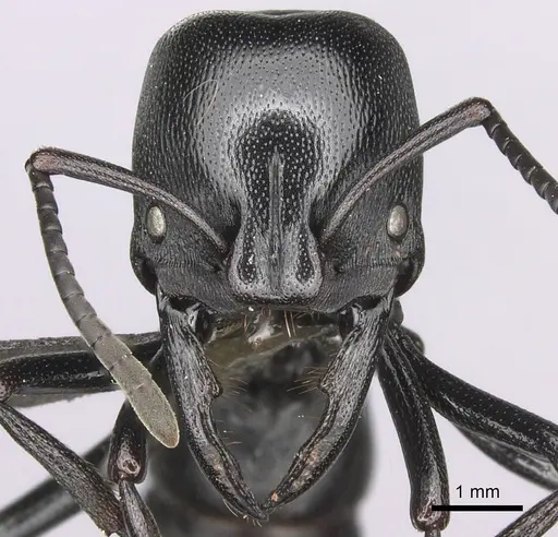 Plectroctena mandibularis specimen CASENT0235670 image casent0235670_2