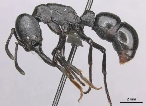 Plectroctena mandibularis specimen CASENT0235670 image casent0235670_3