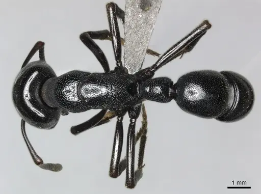 Plectroctena mandibularis specimen CASENT0235990 image casent0235990_1