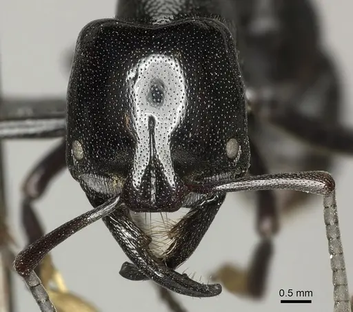 Plectroctena mandibularis specimen CASENT0235990 image casent0235990_2
