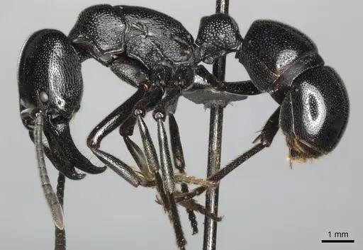 Plectroctena mandibularis specimen CASENT0235990 image casent0235990_3