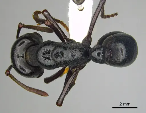 Plectroctena mandibularis specimen CASENT0249217 image casent0249217_1