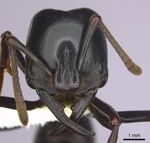 Plectroctena mandibularis specimen CASENT0249217 image casent0249217_2